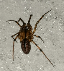 Stemonyphantes lineatus