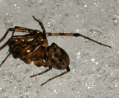 Stemonyphantes lineatus