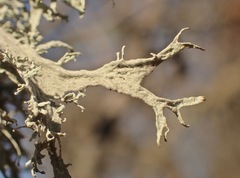 Ramalina puberulenta