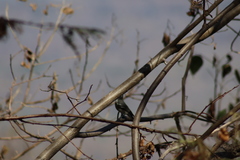 Vireo plumbeus
