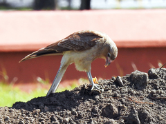 Daptrius chimango