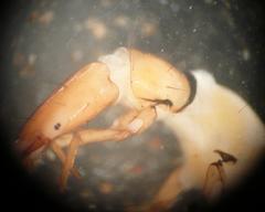 Wormaldia occipitalis