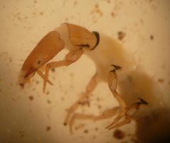 Wormaldia occipitalis