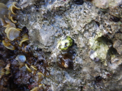 Nerita versicolor