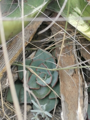 Echeveria strictiflora