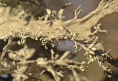 Ramalina puberulenta