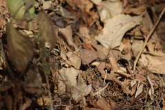 Pindis squamistriga