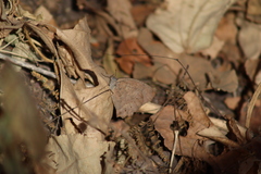 Pindis squamistriga
