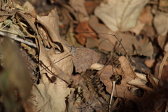 Pindis squamistriga