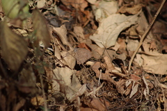 Pindis squamistriga