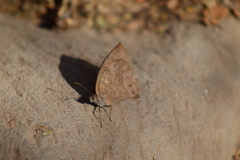 Pindis squamistriga