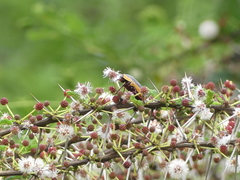Vachellia abyssinica