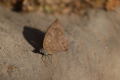 Pindis squamistriga