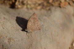 Pindis squamistriga