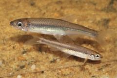 Notropis hudsonius