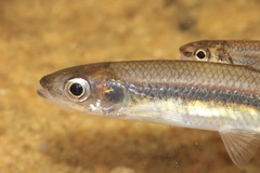 Notropis hudsonius