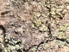 Rinodina excrescens