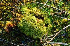 Tortella inclinata