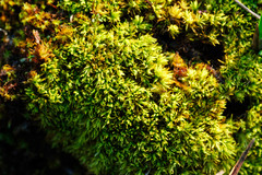 Tortella inclinata