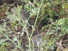Arvicanthini