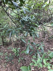 Syzygium levinei