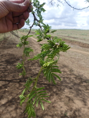 Vachellia lahai