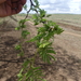 Acacia lahai