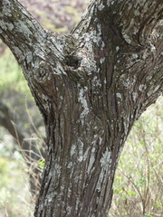 Vachellia lahai