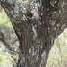 Acacia lahai