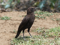 Myrmecocichla aethiops
