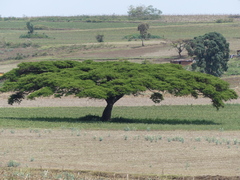 Vachellia lahai
