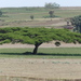 Acacia lahai