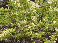 Vachellia lahai