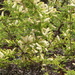 Acacia lahai