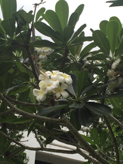 Plumeria acuminata