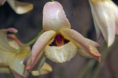Dendrobium moschatum