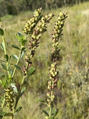 Psoralea spicata