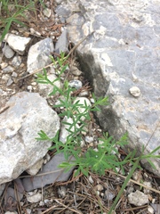 Diarthron linifolium