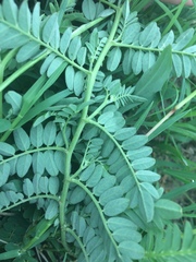 Phyllolobium chinense