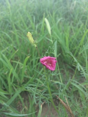 Incarvillea sinensis