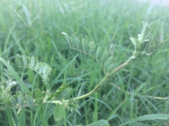 Phyllolobium chinense