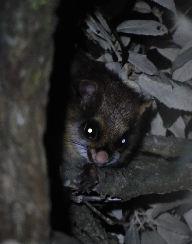 White-bellied Giant Flying Squirrel (Petaurista albiventer)