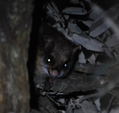 Petaurista albiventer