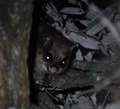 Petaurista albiventer