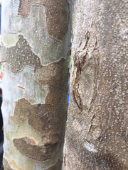 Jacaranda mimosifolia