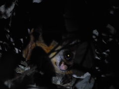 Petaurista albiventer