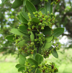 Elaeodendron transvaalense