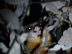 Petaurista albiventer