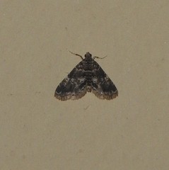 Elophila difflualis