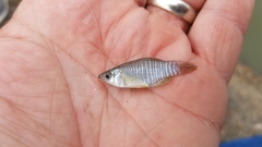 Fundulus xenicus